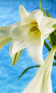 Preview wallpaper lily, flowers, white, stem, buds