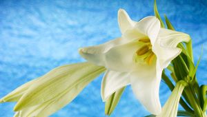 Preview wallpaper lily, flowers, white, stem, buds