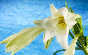 Preview wallpaper lily, flowers, white, stem, buds