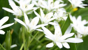 Preview wallpaper lily, flowers, white, tender, green