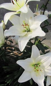 Preview wallpaper lily, flowers, white, flowerbed, bud, green