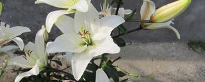 Preview wallpaper lily, flowers, white, flowerbed, bud, green