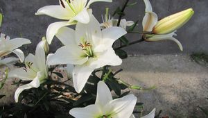 Preview wallpaper lily, flowers, white, flowerbed, bud, green