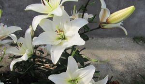 Preview wallpaper lily, flowers, white, flowerbed, bud, green