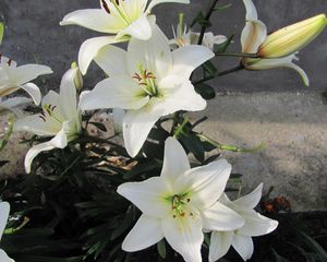 Preview wallpaper lily, flowers, white, flowerbed, bud, green