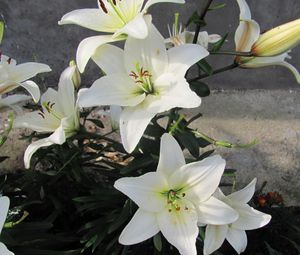 Preview wallpaper lily, flowers, white, flowerbed, bud, green