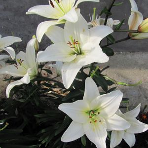 Preview wallpaper lily, flowers, white, flowerbed, bud, green