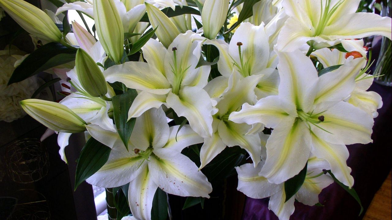 Wallpaper lily, flowers, white, flower, buds