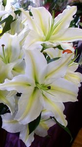 Preview wallpaper lily, flowers, white, flower, buds