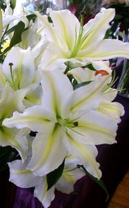 Preview wallpaper lily, flowers, white, flower, buds