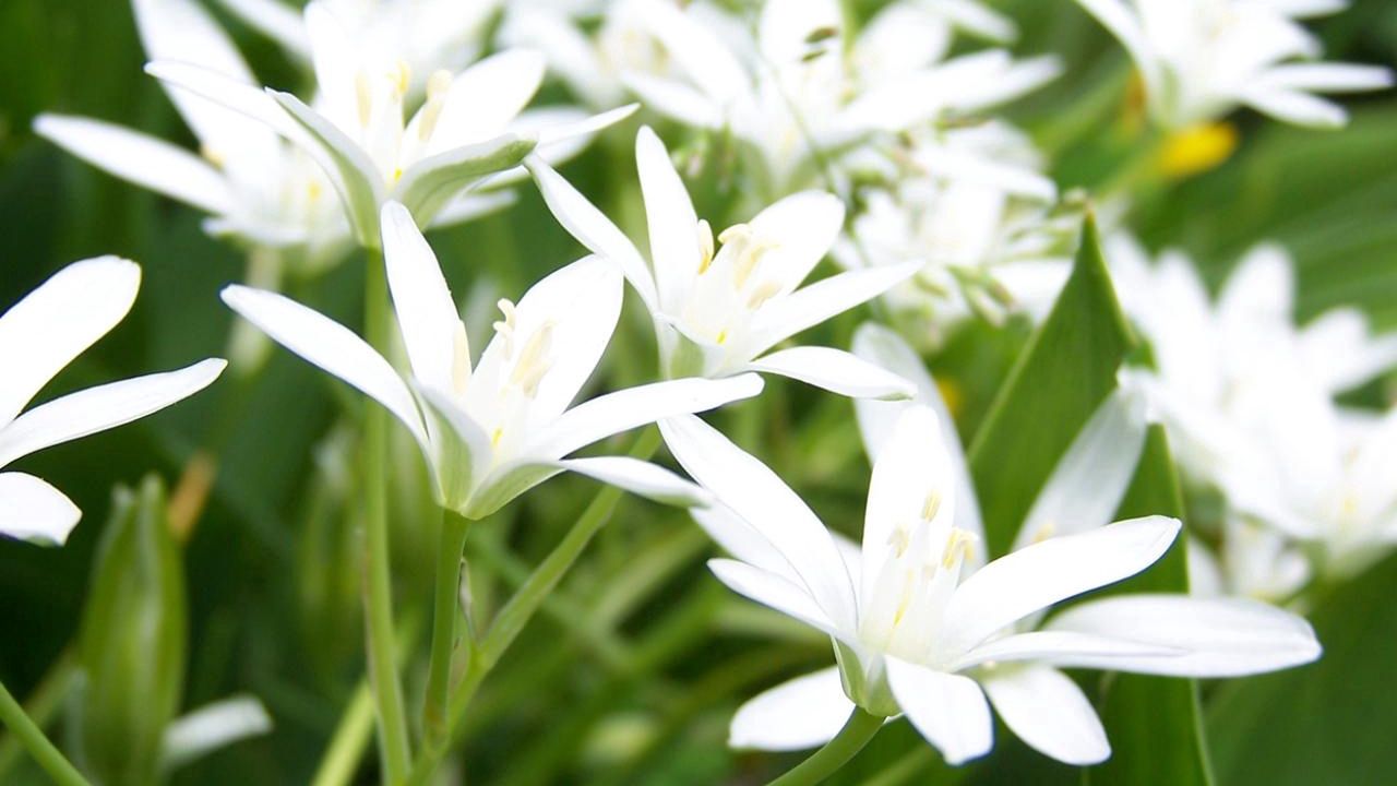 Wallpaper lily, flowers, white, tender, green hd, picture, image