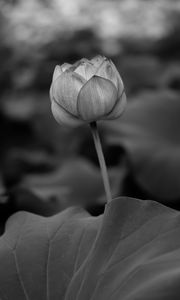 Preview wallpaper lily, leaves, bw, bud