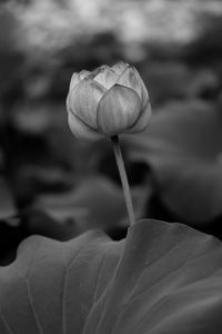 Preview wallpaper lily, leaves, bw, bud