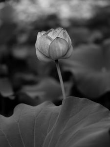 Preview wallpaper lily, leaves, bw, bud