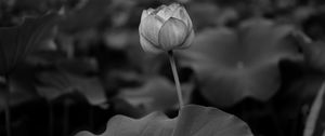 Preview wallpaper lily, leaves, bw, bud