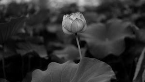 Preview wallpaper lily, leaves, bw, bud