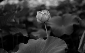 Preview wallpaper lily, leaves, bw, bud