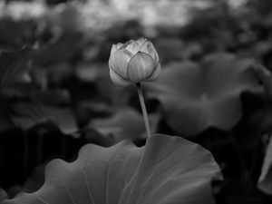 Preview wallpaper lily, leaves, bw, bud