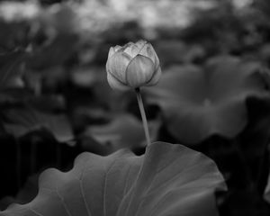 Preview wallpaper lily, leaves, bw, bud