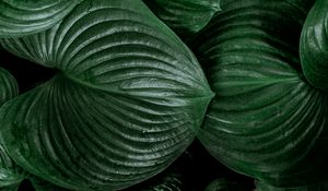 Preview wallpaper lily, leaves, green, plant
