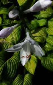 Preview wallpaper lily, leaves, veins, flower, bloom