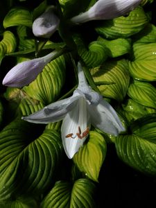 Preview wallpaper lily, leaves, veins, flower, bloom