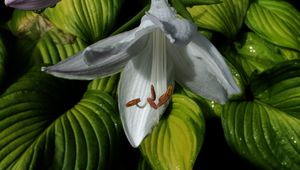 Preview wallpaper lily, leaves, veins, flower, bloom