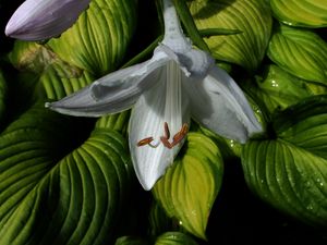 Preview wallpaper lily, leaves, veins, flower, bloom