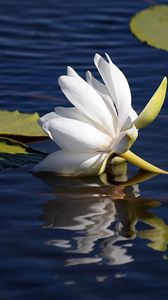 Preview wallpaper lily lies, water surface, leaves, reflection