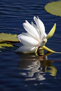 Preview wallpaper lily lies, water surface, leaves, reflection