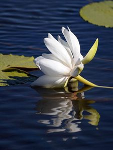 Preview wallpaper lily lies, water surface, leaves, reflection