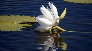 Preview wallpaper lily lies, water surface, leaves, reflection