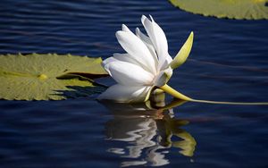 Preview wallpaper lily lies, water surface, leaves, reflection