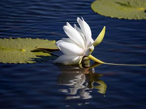 Preview wallpaper lily lies, water surface, leaves, reflection