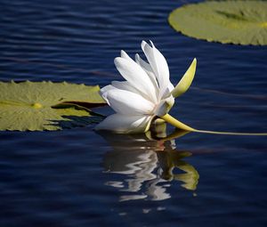 Preview wallpaper lily lies, water surface, leaves, reflection