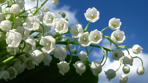 Preview wallpaper lily of the valley, bells, green, sky, clouds