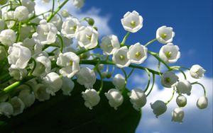 Preview wallpaper lily of the valley, bells, green, sky, clouds