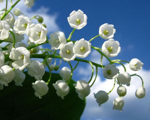 Preview wallpaper lily of the valley, bells, green, sky, clouds