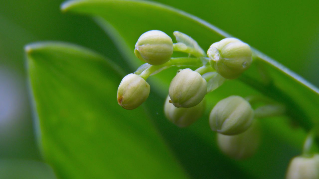 Wallpaper lily of the valley, buds, leaves, macro