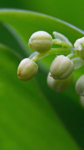 Preview wallpaper lily of the valley, buds, leaves, macro