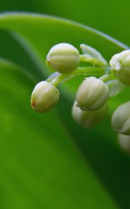 Preview wallpaper lily of the valley, buds, leaves, macro