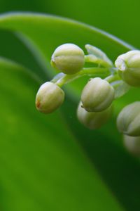 Preview wallpaper lily of the valley, buds, leaves, macro