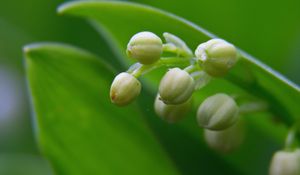 Preview wallpaper lily of the valley, buds, leaves, macro