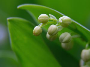 Preview wallpaper lily of the valley, buds, leaves, macro