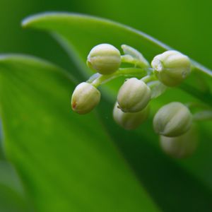 Preview wallpaper lily of the valley, buds, leaves, macro