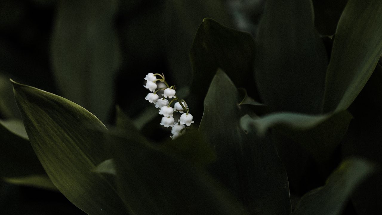 Wallpaper lily of the valley, flower, leaves, plant