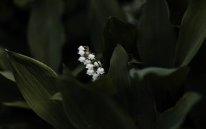 Preview wallpaper lily of the valley, flower, leaves, plant