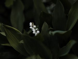 Preview wallpaper lily of the valley, flower, leaves, plant