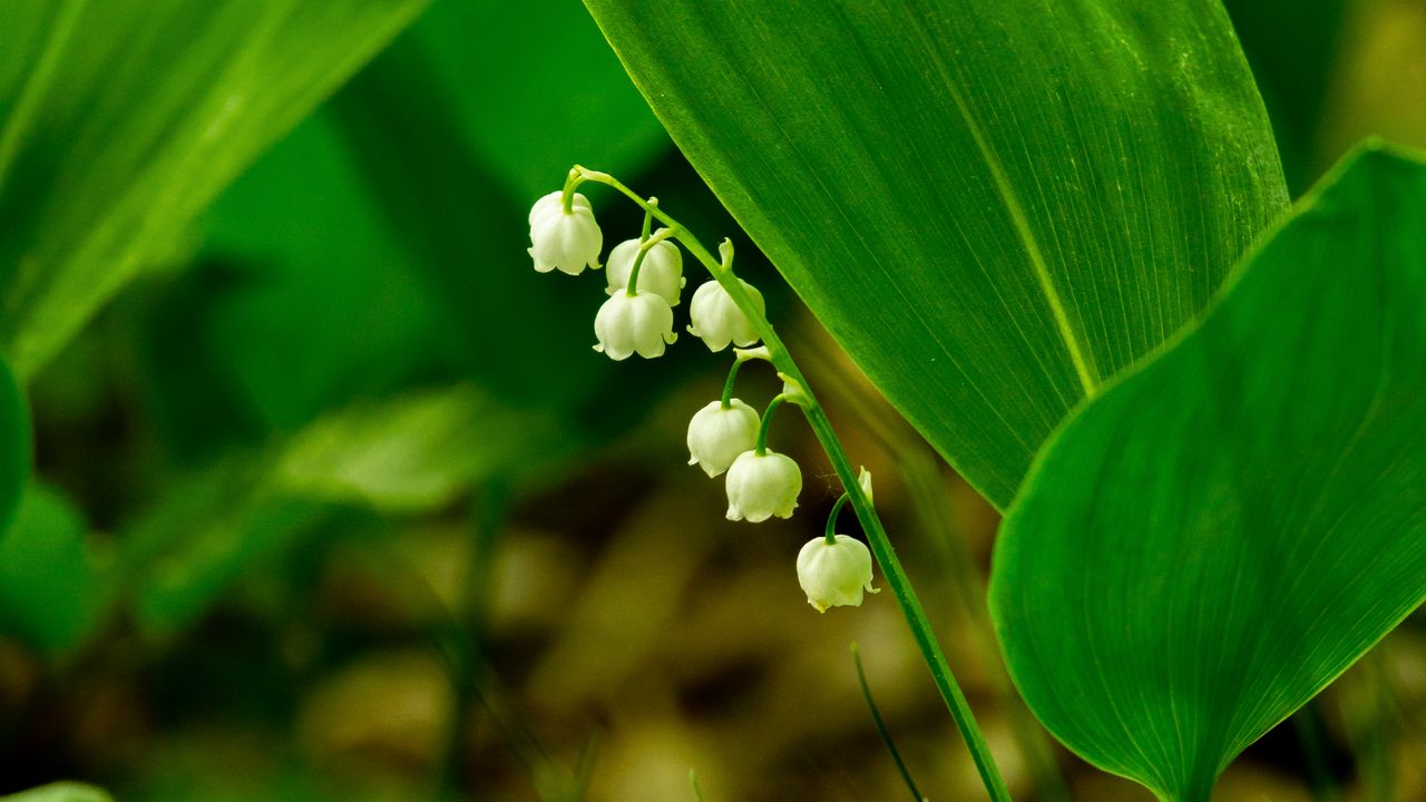 Wallpaper lily of the valley, flower, leaves, grass