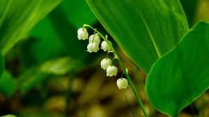 Preview wallpaper lily of the valley, flower, leaves, grass